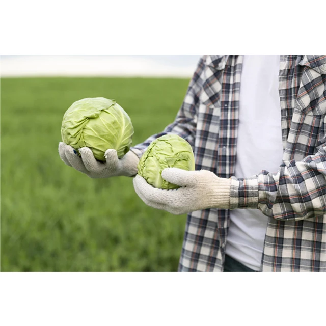 Fresh cabbage, Vietnam cabbage, Green cabbage / Wholesale with high quality