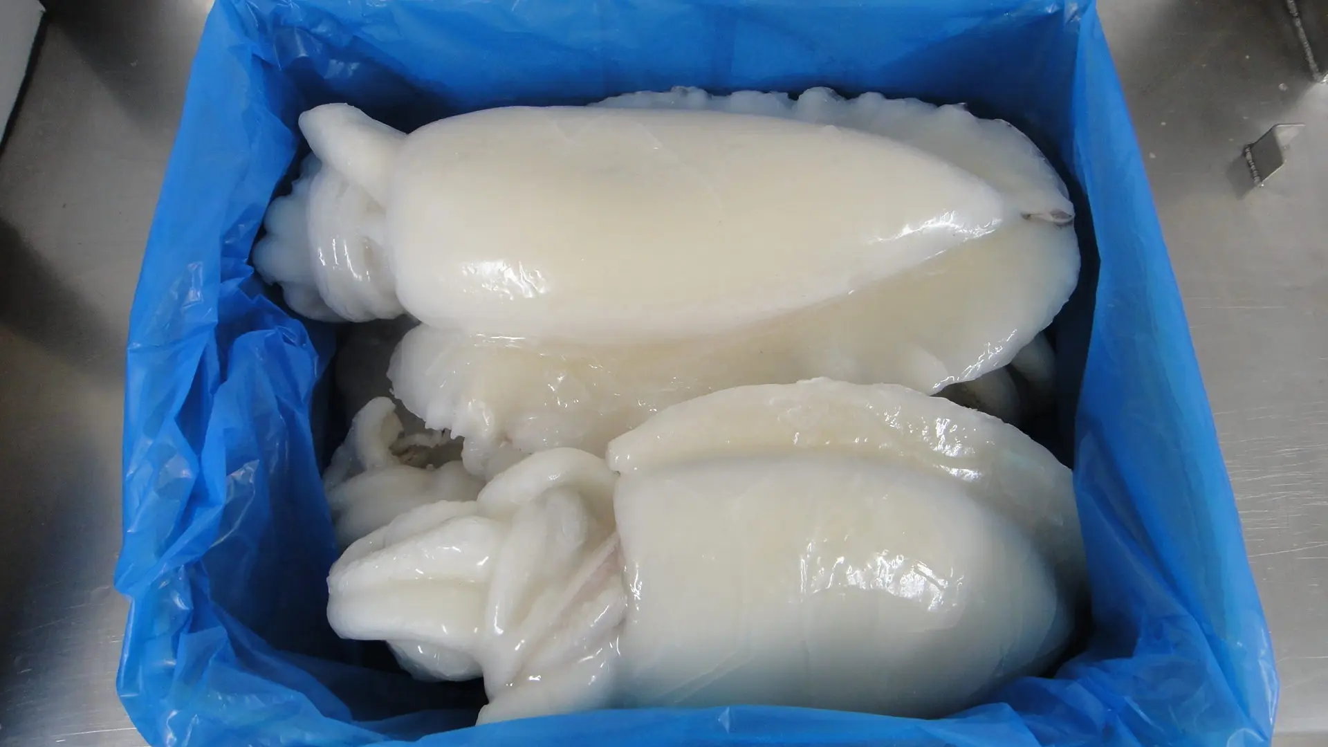 Frozen Whole Cleaned Baby Cuttlefish Dried cuttle fish dry cuttle fish bone for sale