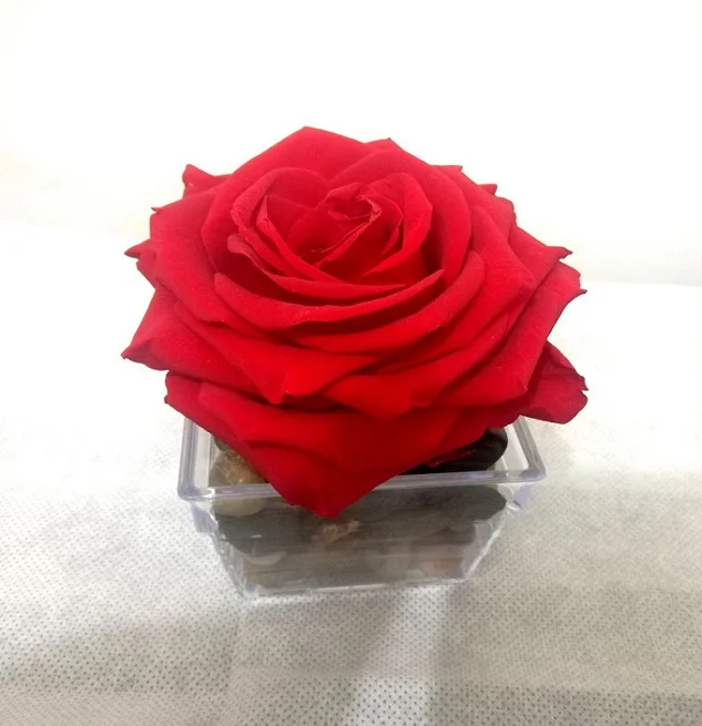 ROSAS