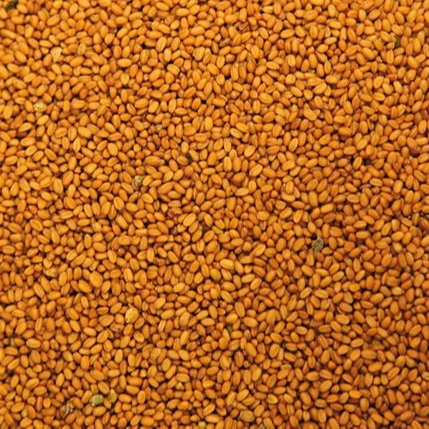 
organic Camelina sativa seed oil 