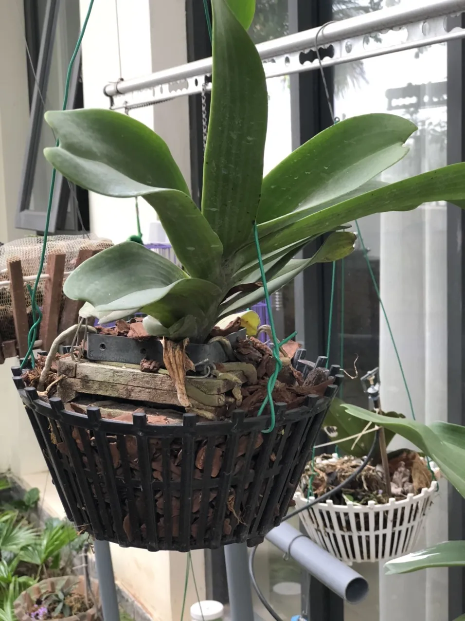 Wholesale orchid pot plastic size 250 flower orchid flower with pot Pots flower Orchid GL-A25