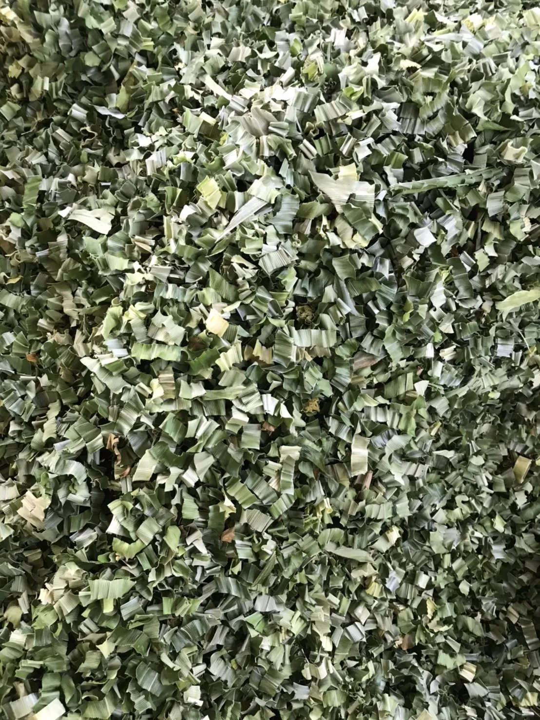 Порошок Листьев пандана может служить хорошей травяной добавкой высушенные листья экстракта имеют полезный запах