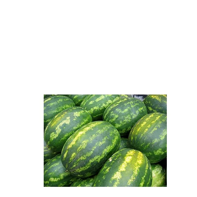  Новый арбуз для продажи в