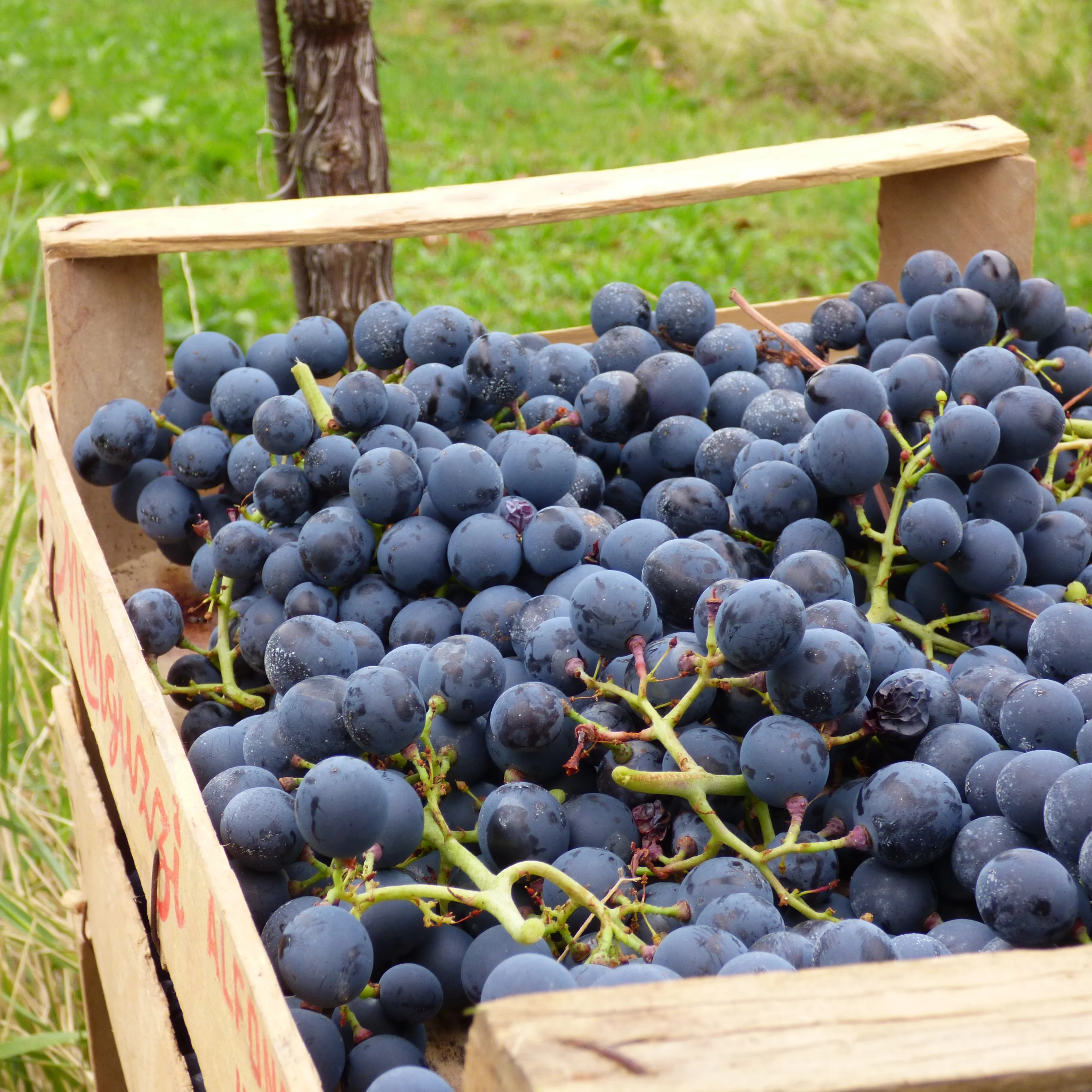 Vigna Petrussa Unique Special selection quality SCHIOPPETTINO DI PREPOTTO doc 1500cl Italian Red Wine for restaurant bar