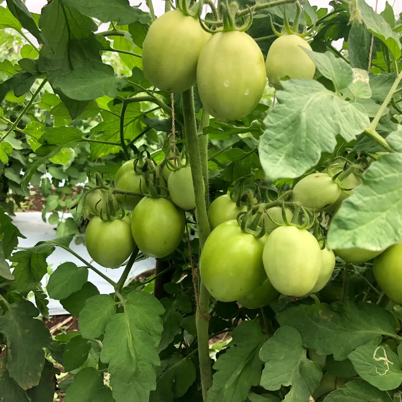 
CAMEROON PLANTATION HYBRID TOMATO SEEDS DISEASES RESISTANCE 