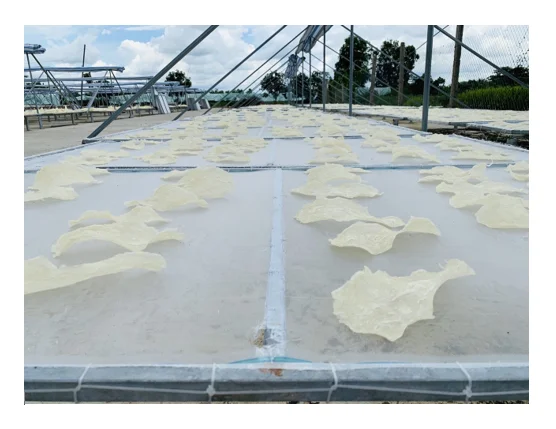  Сушеные морепродукты богатые здоровые рыбы MAW/рыбный пузырь-вьетнамские сушеные морские окунь MAW 99 золотые данные