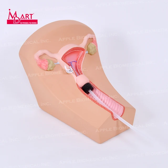 
Medical equipment IUD insert surgical training model with uterus model 