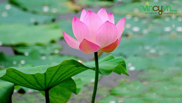 100% натуральное эфирное масло лотоса из Вьетнама/Жасмин + 84 896679047