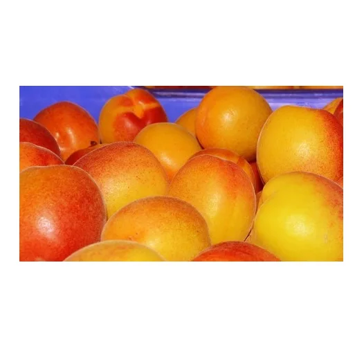 
Wholesale Best Price Supplier of Fresh Apricots with Fast Delivery 