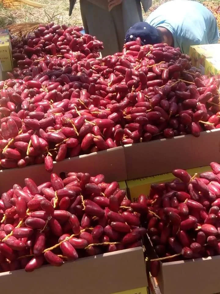 High Quality Fresh Egyptian Red Zagloul Dates for Export