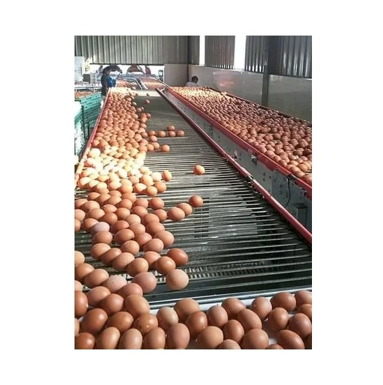 
Wholesale Exporter Of Chicken Table Eggs Brown And White Shell Chicken Egg Bitumen At Cheapest Price 