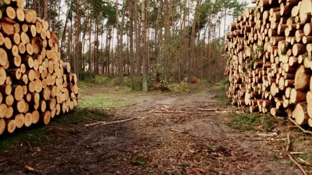 Bulk Sawn Timber. Lumber Iroko Wood For Sale