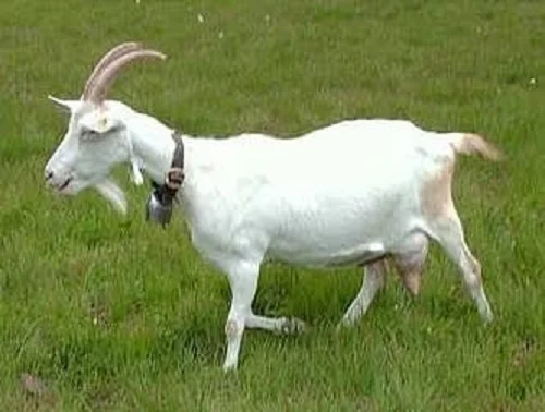 Saanen goats,cow,camel,sheep,goat,ox,bull