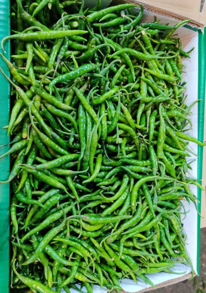 Best Quality Indian G4 Green Chilli