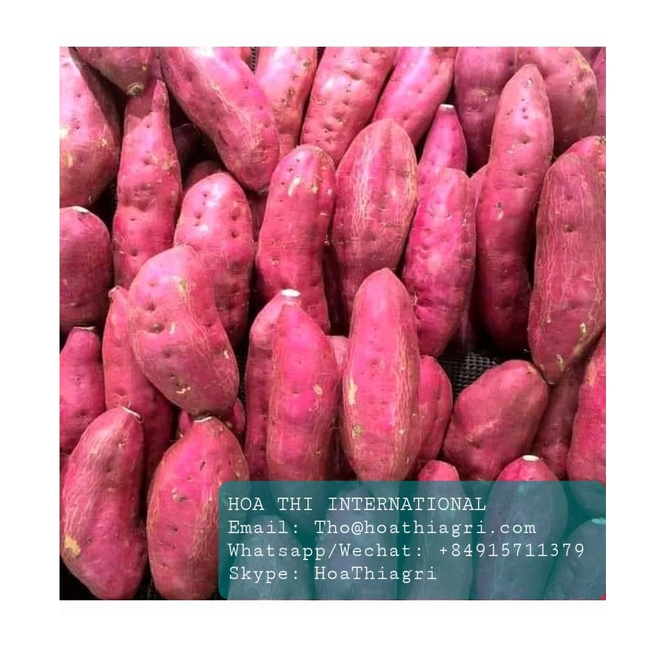 Carton Boxes Common Cultivation Type 100% Natural 170-450kg High Quality  Sweet Potato Origin From Vietnam