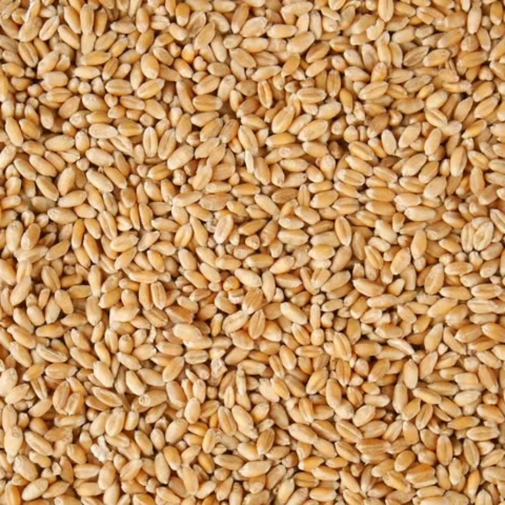 
Wheat Grain for Animal Feed And Human Consumption All GradeA for sale 
