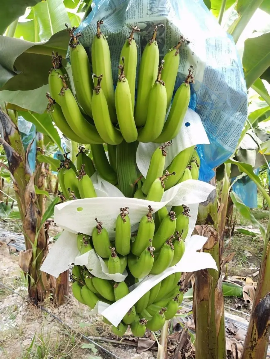 Богатый витамин из зеленого банана Вьетнам оптовая продажа (Ms) KIO HUYNH + 84 34 375 8904