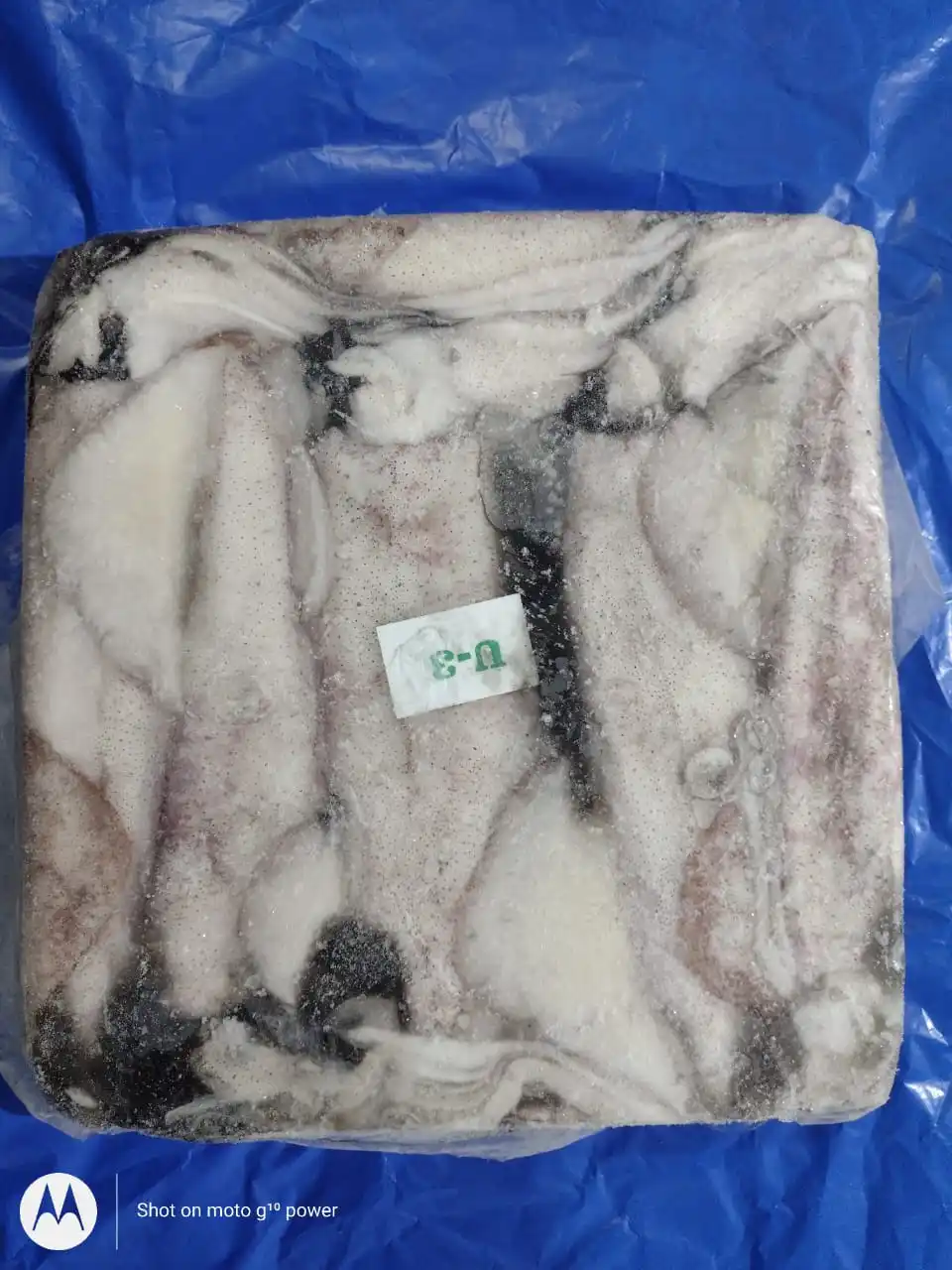 Высшее качество замороженный лолиго кальмар цельный круглый блок из Индии размер U/3 3/6 6/10