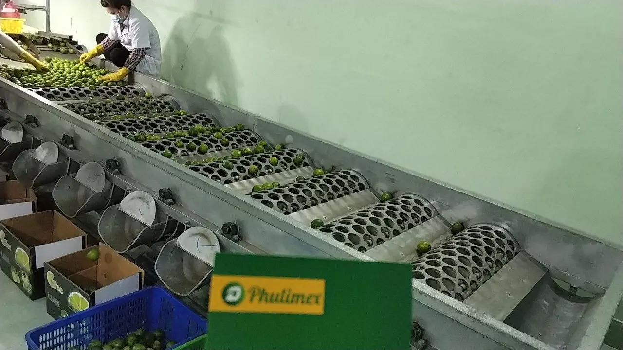 Fresh Seedless Lime/Lemon Vietnam Exporter (whatsapp +84966208131)