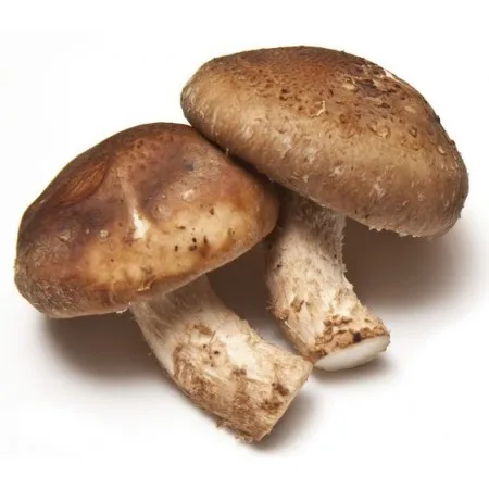 
Organic Enoki Mushroom 