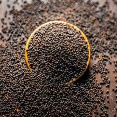 First Grade Organic Mustard Seeds Wholesaler in Germany