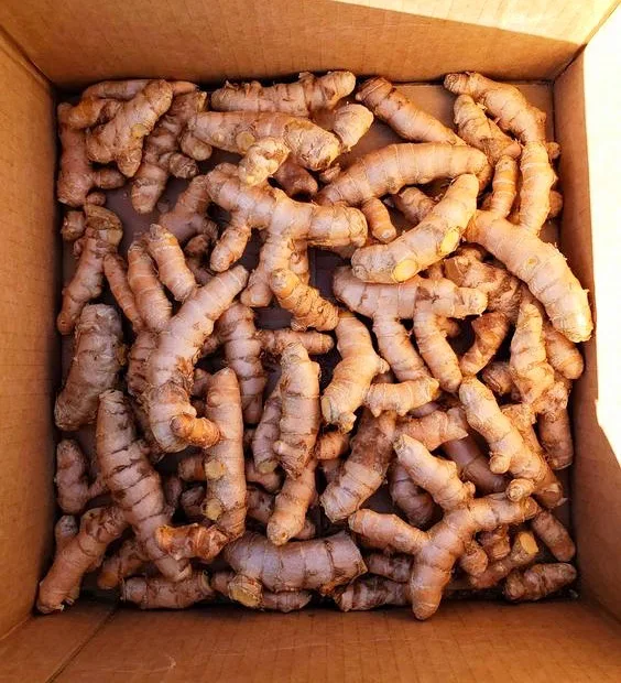 
FRESH TURMERIC VIETNAM ORIGIN 