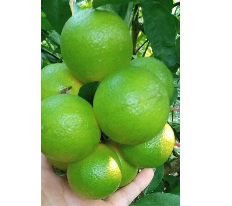 Оптовая продажа, Лучшая цена, свежий лимон без семян, свежий зеленый лимон, экспортное качество