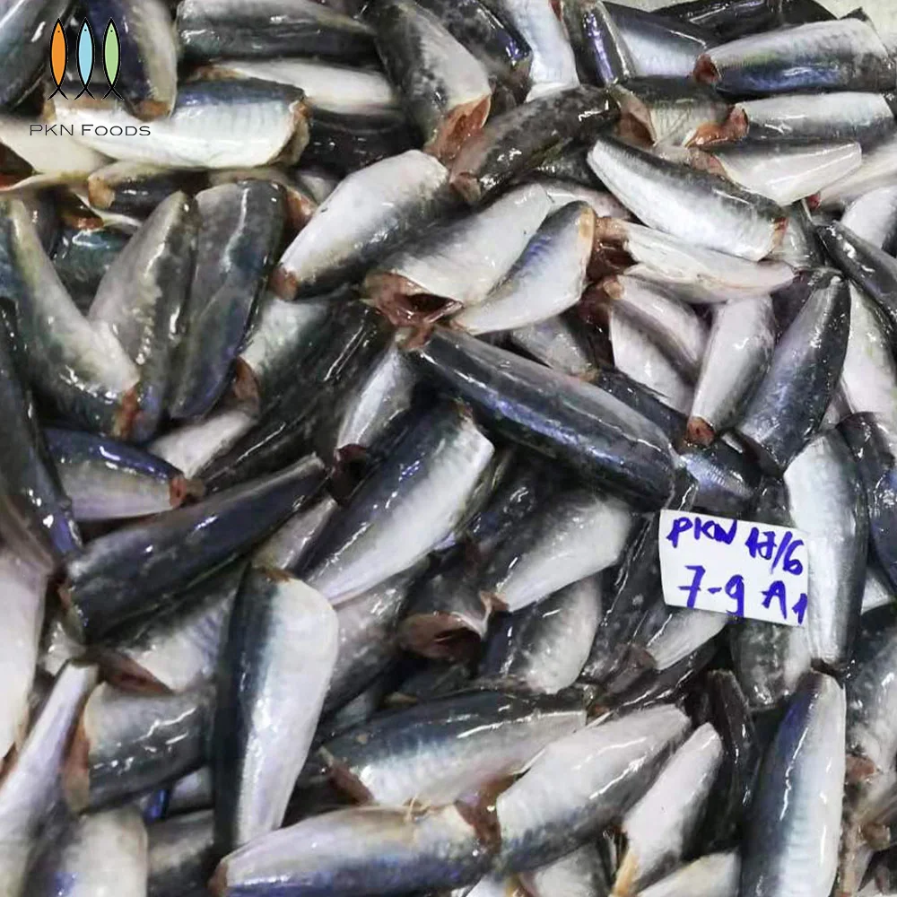 Scad Fish BLOCK Frozen Seafood Seasonal Whole Body Decapterus Maruadsi Round Scad HGT with Box Packaging