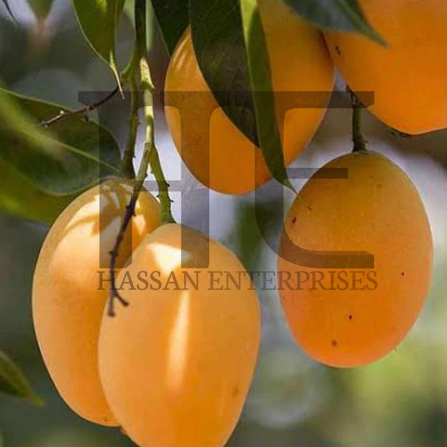 Mango Sindhri, Fresh Mango from Pakistan ( Special Export Quality) 100 % Natural