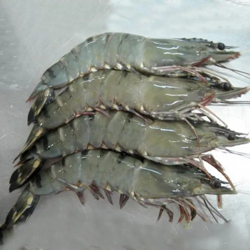 
Tiger Prawns Wild Shrimps Black 
