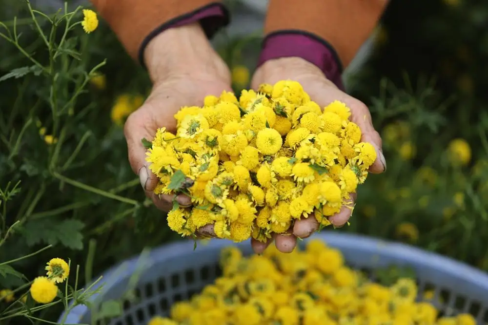  Dried Daisy flower tea from Vietnam