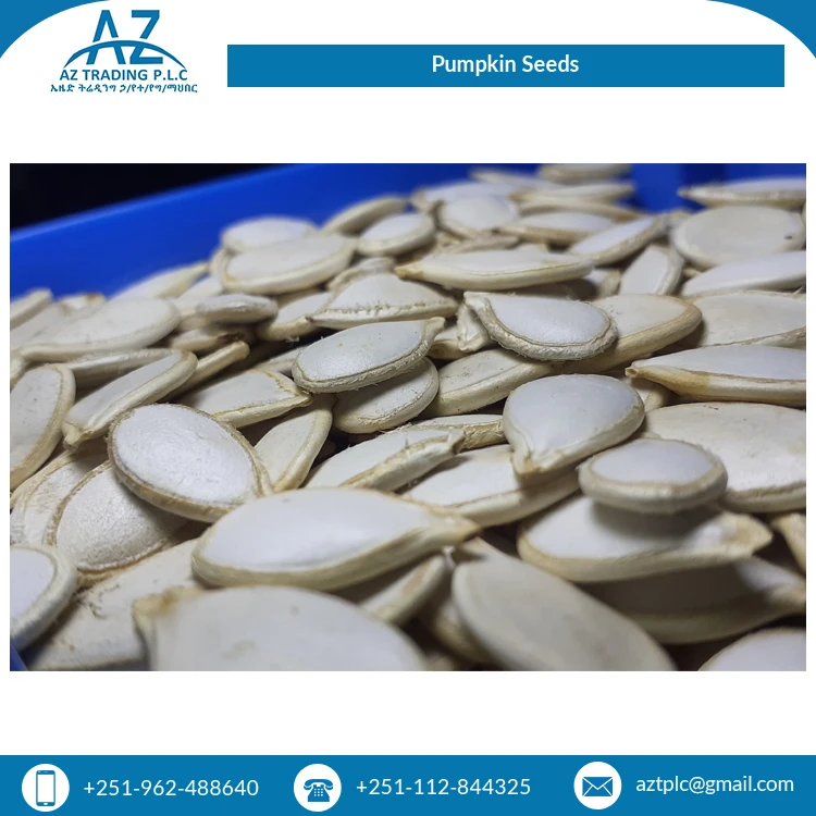 2022 Top Selling White Shine Color Skin Raw Origin High Quality Pumpkin Seeds at Least Price