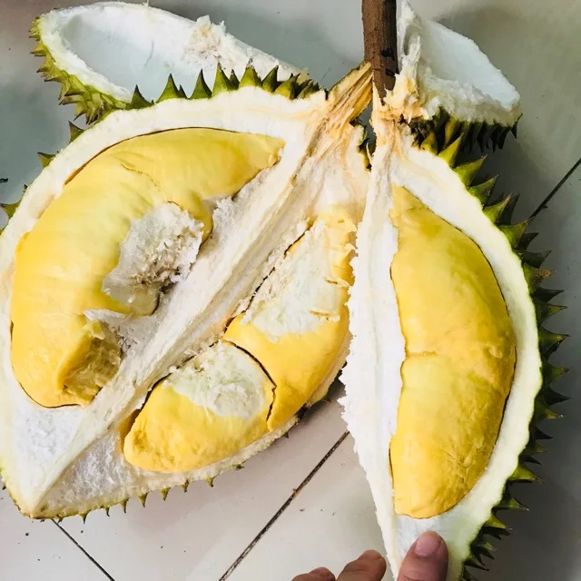 Premium Vietnam Durian Fresh Fruit With High Quality And Best Selling Price