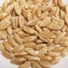 Whole Wheat For Processing Wheat Grains for Multi Purpose Available at Best Wholesale Rate