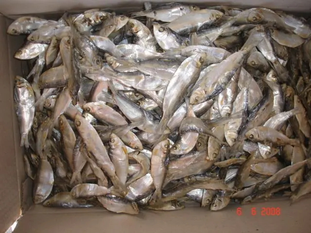 DRIED HERRING FISH DRY STOCKFISH  / Amber