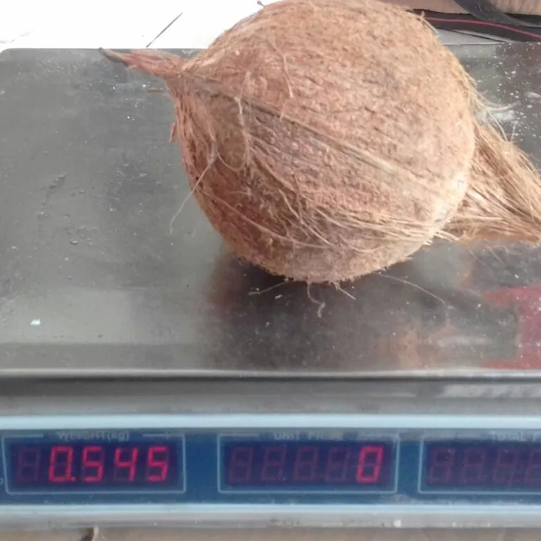 Весь свежий полуочищенный кокос Pollachi