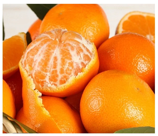 Best Quality Special Pakistan sweet Pure Organic Mandarin Orange tangerine Factory price Fresh