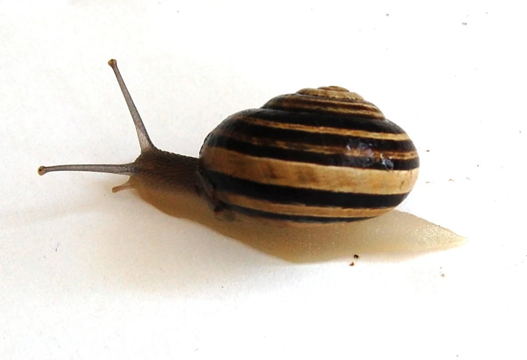 
Helix Pomatia Snail 