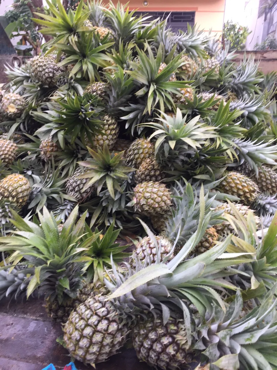 Свежий ананас по низкой цене быстрая доставка Мисс Софи + 84 901 022 641 (WhatsApp/сотовый телефон)