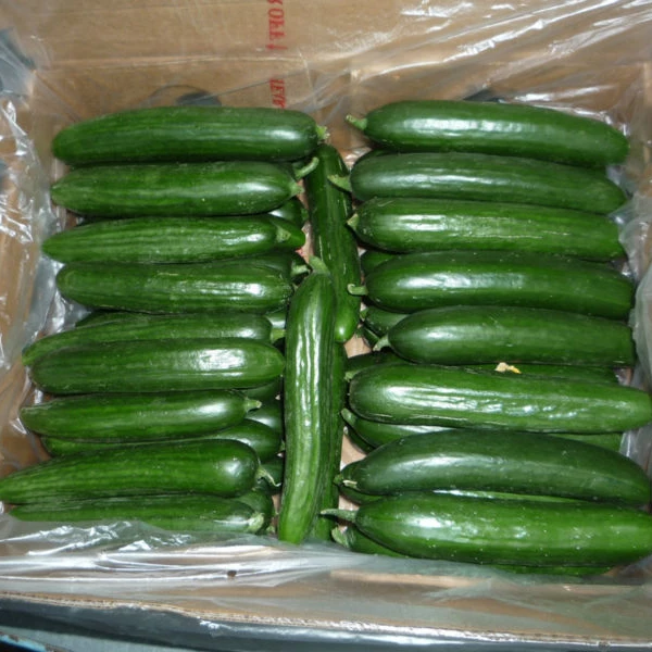 
Fresh Cucumber  (1700000701475)