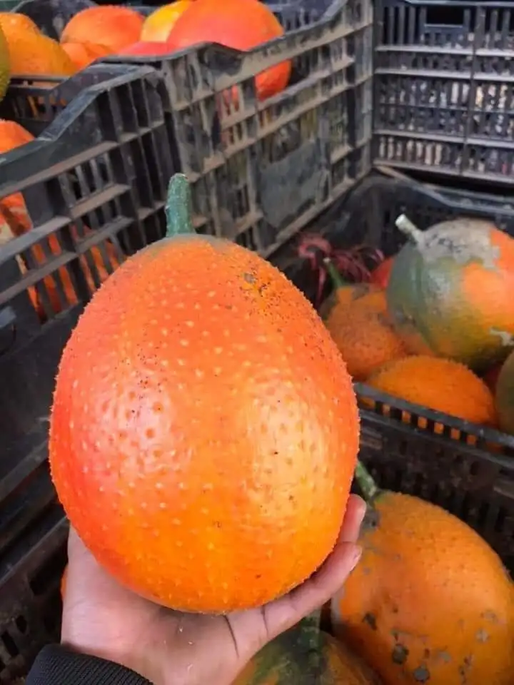 Замороженные фрукты Gac на продажу Contact + 84984418844