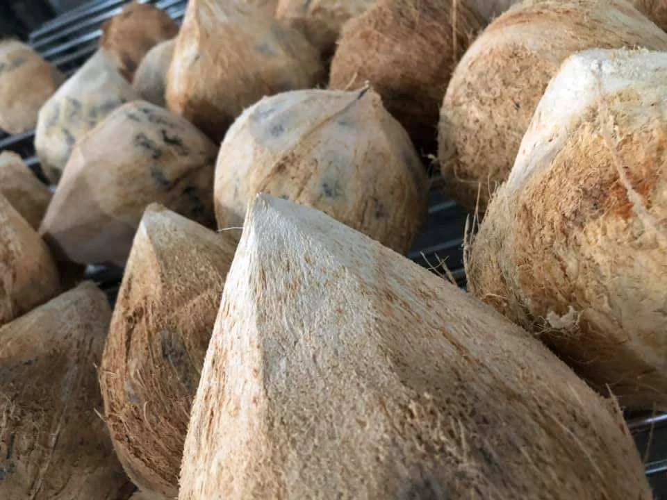 Натуральный коричневый полуочищенный кокос из Вьетнама высокого качества-Лучшая цена на экспорт