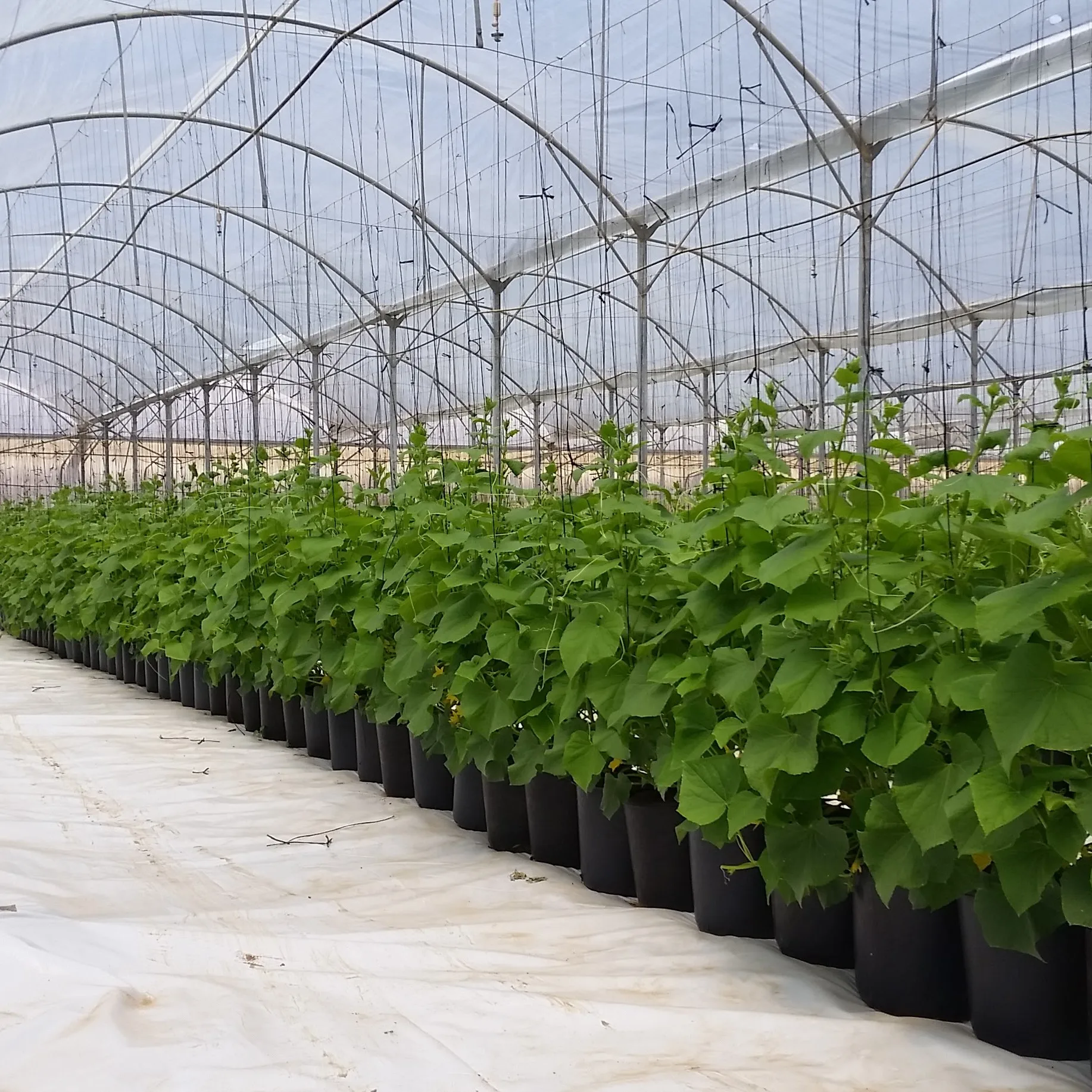 Cocopeat с открытым верхом чип Coco Coir органический низкий EC мытый от Tuff вьетнамский производитель