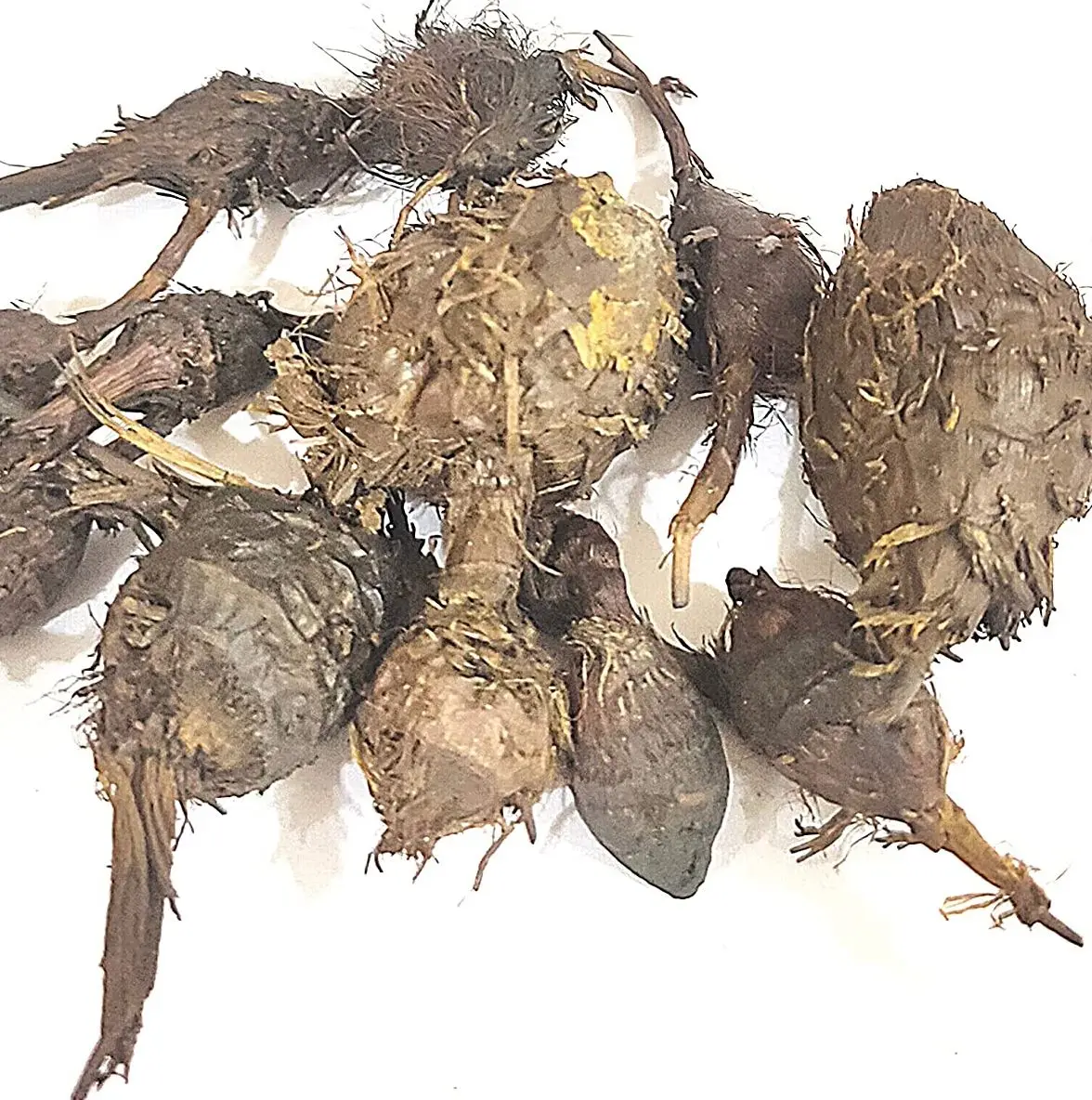 Nagarmotha essential oil in bulk Nagarmotha Cyperus rotundus cyprotene flavonoids Nagarmotha Cypriol Oil Perfumery oil Nagarmoth