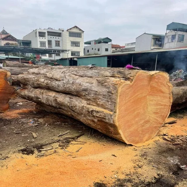 Chenchen Wood (Antiaris Africana) Square And Round Logs