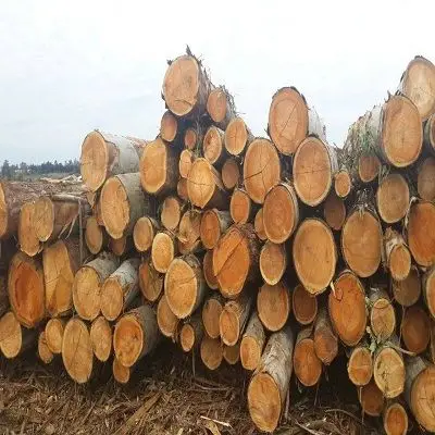 Европейский эвкалипт/Древесина для продажи