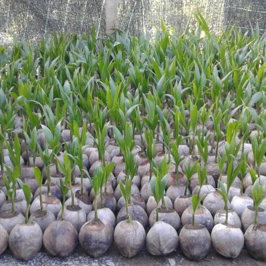 
Саженцы кокоса оптом по лучшей цене из Вьетнама/Whatsapp + 84 896611913 (LAURA) 