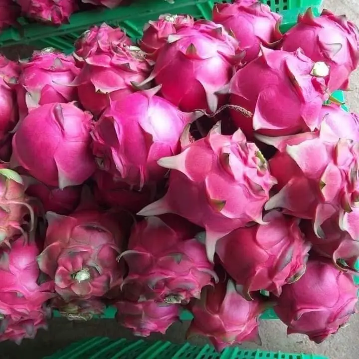 Высококачественные свежие фрукты с изображением красного дракона ярко-красного розового цвета 10 кг внутри