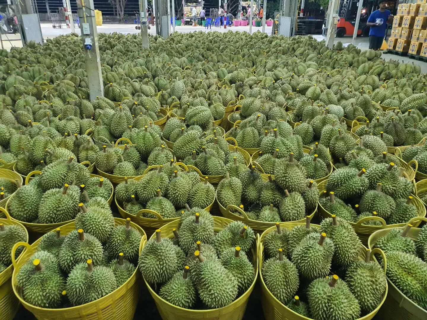 Fresh Durians Monthong