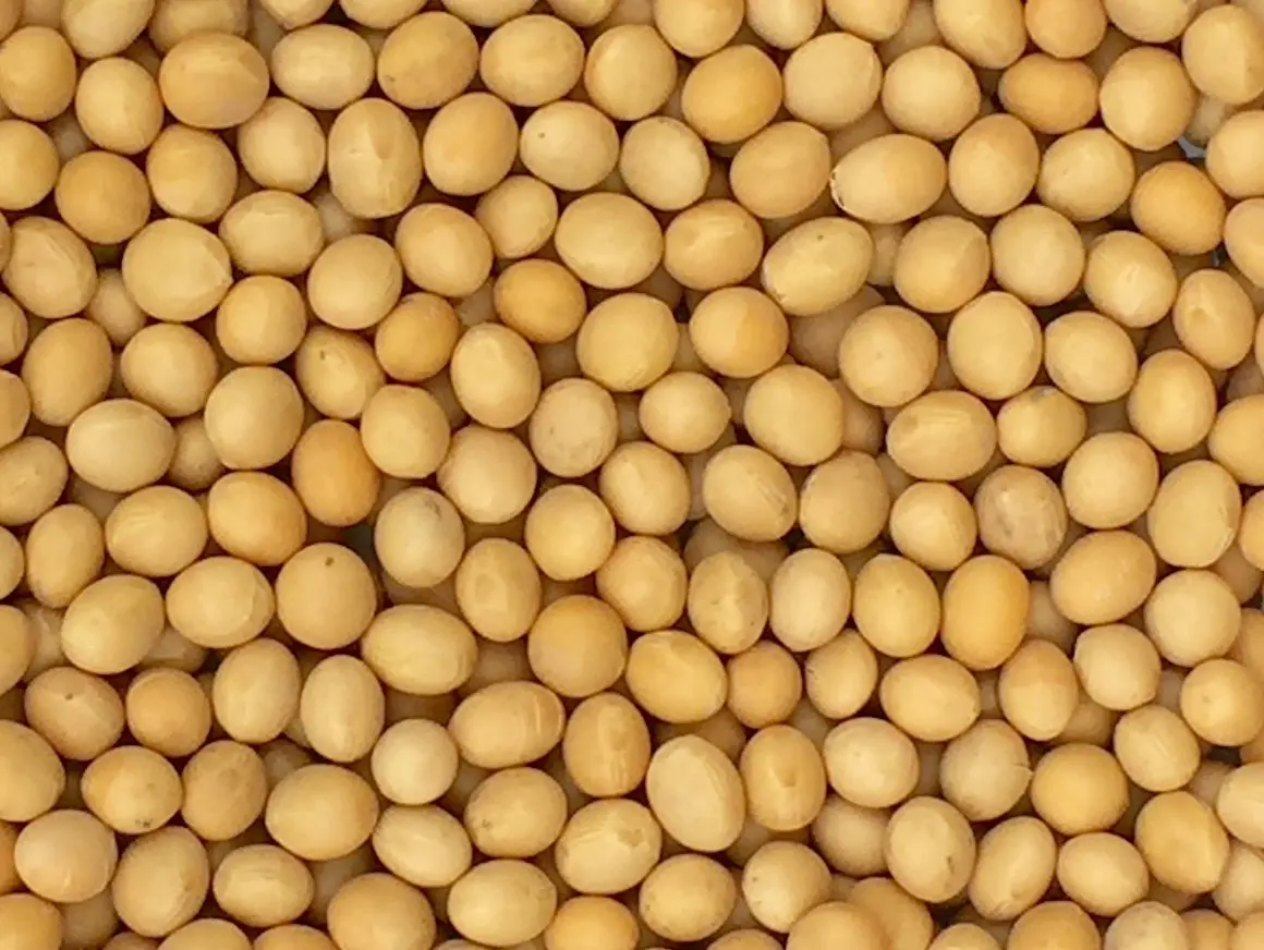 GMO Soybean Brazil